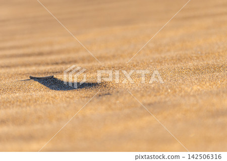 Sand ripple texture with small driftwood fragment on dune surface Sand ripple texture with small driftwood fragment on dune surface 142506316