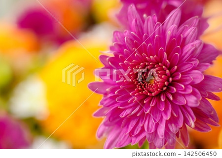 Autumn Fall Bouquet for Thanksgiving holiday. Seasonal Warm colorful blossom flowers arrangement festive decoration. Selective Autumn Fall Bouquet for Thanksgiving holiday. Seasonal Warm colorful blossom flowers arrangement festive decoration. Selective 142506450