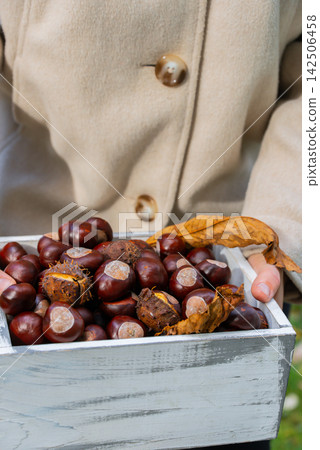 Freshly harvested chestnuts collected during autumn in white rustic wooden crate. Seasonal gathering natural produce and traditional harvest activities. Natural textures of nuts and fall surroundings Freshly harvested chestnuts collected during autumn in white rustic wooden crate. Seasonal gathering natural produce and traditional harvest activities. Natural textures of nuts and fall surroundings 142506458