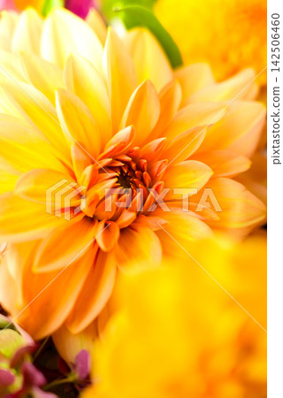Selective focus Bush of autumnal orange red chrysanthemums and violet dahlia hydrangea. Fall garden beautiful flowers bouquet background. Blooming blossom thanksgiving day arrangement basket Selective focus Bush of autumnal orange red chrysanthemums and violet dahlia hydrangea. Fall garden beautiful flowers bouquet background. Blooming blossom thanksgiving day arrangement basket 142506460
