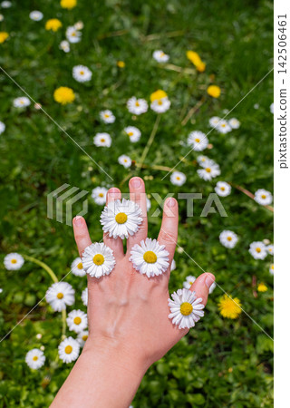 Daisy Flowers Growing in Grass with Hand Interacting with Blossoms. Close-up views of human hand gently holding daisy flowers between fingers. Concept of interaction with wildflowers and connecting Daisy Flowers Growing in Grass with Hand Interacting with Blossoms. Close-up views of human hand gently holding daisy flowers between fingers. Concept of interaction with wildflowers and connecting 142506461