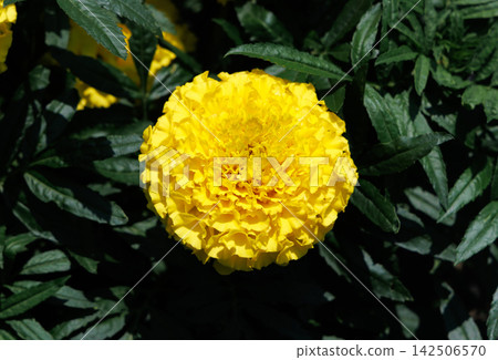 美麗的萬壽菊 美麗的萬壽菊 142506570