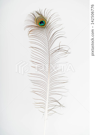 Peacock feather on a plain background in a well-lit room Peacock feather on a plain background in a well-lit room 142506776