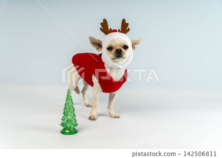 Chihuahua dressed for New Year celebration with small tree nearby Chihuahua dressed for New Year celebration with small tree nearby 142506811