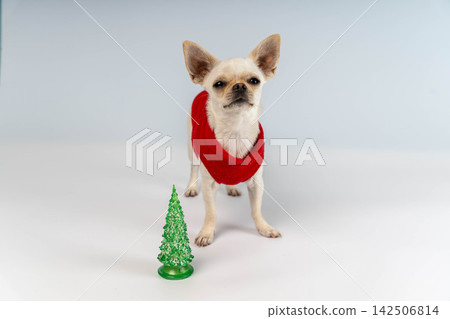 Chihuahua dressed for New Year celebration next to small Christmas tree 142506814