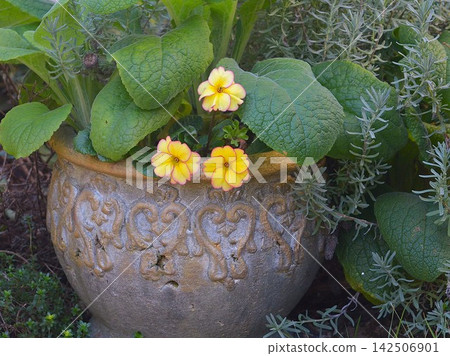 黃色花朵,邊緣紅色 - 報春花-1 黃色花朵,邊緣紅色 - 報春花-1 142506901