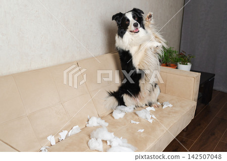 Naughty playful puppy dog border collie after mischief biting paper sitting on couch at home. Guilty dog and destroyed living room. Damage messy home and puppy with funny guilty look Naughty playful puppy dog border collie after mischief biting paper sitting on couch at home. Guilty dog and destroyed living room. Damage messy home and puppy with funny guilty look 142507048