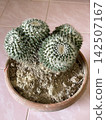 Close Up Of Mammillaria Parkinsonii Cactus In Pot With Sandy Soil 142507167