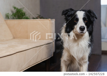 Funny portrait cute puppy dog border collie indoor. Pet dog resting at home. Puppy dog indoors in domestic room. Funny emotional dog having playful mood. Love for pets friendship companion pet care Funny portrait cute puppy dog border collie indoor. Pet dog resting at home. Puppy dog indoors in domestic room. Funny emotional dog having playful mood. Love for pets friendship companion pet care 142507228
