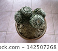 Top View Of Mammillaria Parkinsonii Cactus In Pot With Dry Soil 142507268