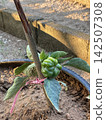 Green Bell Pepper Capsicum Annuum Growing In Recycled Tire Pot With Support 142507308
