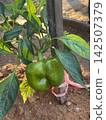Fresh Green Bell Pepper Capsicum Annuum Growing On Plant In Garden 142507379