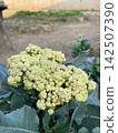 Fioretto Cauliflower Growing in Home Garden 142507390