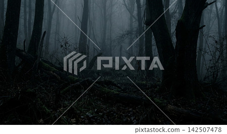 mystical forest in fog mystical forest in fog 142507478