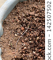 Close-up of Seedling with Long Root in Early Growth Stage 142507502