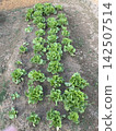 Organic Lettuce Lactuca Sativa Growing In Straight Rows In Farm 142507514