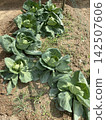 Cabbage Growing in Backyard Garden Under Sunlight 142507606