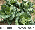 Cabbage Growing in Backyard Garden Under Sunlight 142507607
