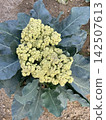 Close Up Of Fioretto Cauliflower Brassica Oleracea Var. Botrytis Head In Garden 142507613