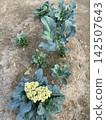 Fioretto Cauliflower Brassica Oleracea Var Botrytis Growing In Garden 142507643