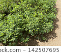 Peanut Plant Arachis Hypogaea Growing In Garden Soil 142507695
