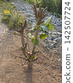 Pruned Mulberry Tree in Garden 142507724