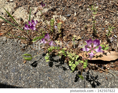 "Chinese milk vetch blooming along the Asuka River" - A stroll through Oku-Asuka, Nara Prefecture 142507822