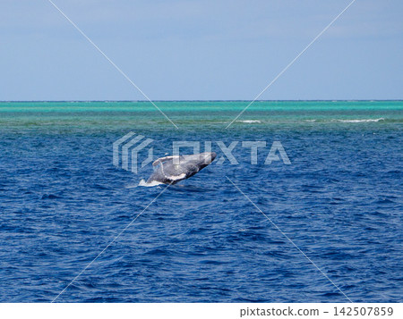 A humpback whale twisting its body in mid-air A humpback whale twisting its body in mid-air 142507859