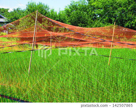 A scene of rice paddies covered with bird netting at the Urban Agricultural Park (Adachi Ward, Tokyo). A scene of rice paddies covered with bird netting at the Urban Agricultural Park (Adachi Ward, Tokyo). 142507865