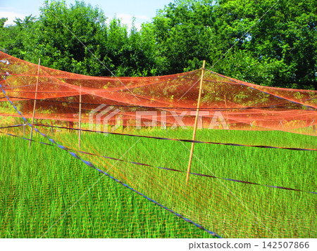 A scene of rice paddies covered with bird netting at the Urban Agricultural Park (Adachi Ward, Tokyo). A scene of rice paddies covered with bird netting at the Urban Agricultural Park (Adachi Ward, Tokyo). 142507866