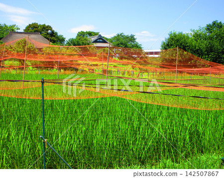 A scene of rice paddies covered with bird netting at the Urban Agricultural Park (Adachi Ward, Tokyo). A scene of rice paddies covered with bird netting at the Urban Agricultural Park (Adachi Ward, Tokyo). 142507867