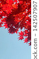 Bright red autumn leaves 142507907