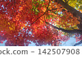 Bright red autumn leaves 142507908