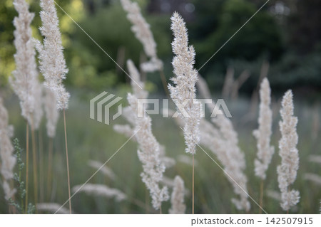 Close-up of delicate feather grass plumes, or calamagrostis, swaying gently in a summer meadow. Soft natural daylight, shallow depth of field with a blurred green foliage background. Calm rustic Close-up of delicate feather grass plumes, or calamagrostis, swaying gently in a summer meadow. Soft natural daylight, shallow depth of field with a blurred green foliage background. Calm rustic 142507915