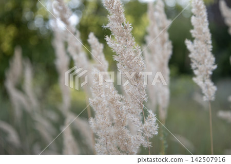 Close-up of delicate feather grass plumes, or calamagrostis, swaying gently in a summer meadow. Soft natural daylight, shallow depth of field with a blurred green foliage background. Calm rustic Close-up of delicate feather grass plumes, or calamagrostis, swaying gently in a summer meadow. Soft natural daylight, shallow depth of field with a blurred green foliage background. Calm rustic 142507916