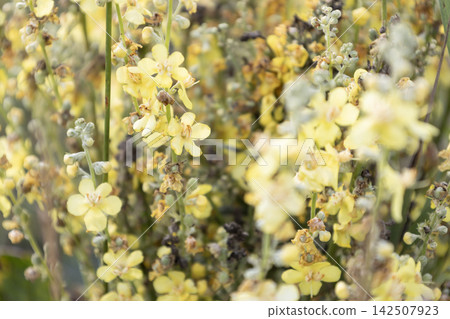Close up of vibrant yellow wildflowers blooming in a lush meadow during a bright sunny summer day, showcasing detailed petals and stems amidst soft natural blur background. Close up of vibrant yellow wildflowers blooming in a lush meadow during a bright sunny summer day, showcasing detailed petals and stems amidst soft natural blur background. 142507923