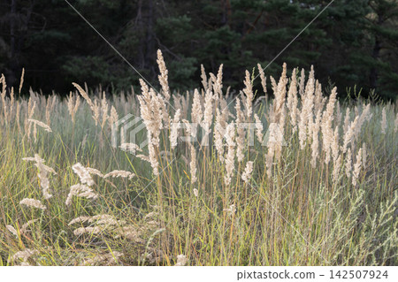 Golden dry grass and fluffy reed plumes sway gently in a meadow against a dark forest backdrop. Warm late afternoon sunlight illuminates the stems, creating a peaceful and serene natural rustic view. Golden dry grass and fluffy reed plumes sway gently in a meadow against a dark forest backdrop. Warm late afternoon sunlight illuminates the stems, creating a peaceful and serene natural rustic view. 142507924