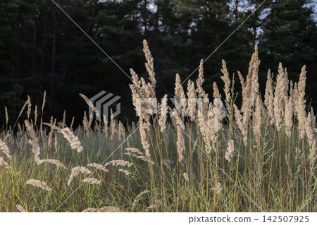 Golden dry grass and fluffy reed plumes sway gently in a meadow against a dark forest backdrop. Warm late afternoon sunlight illuminates the stems, creating a peaceful and serene natural rustic view. Golden dry grass and fluffy reed plumes sway gently in a meadow against a dark forest backdrop. Warm late afternoon sunlight illuminates the stems, creating a peaceful and serene natural rustic view. 142507925