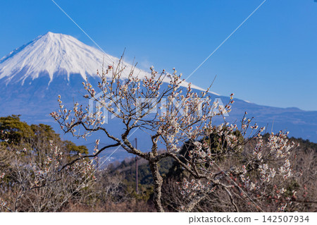 [靜岡縣]岩本山公園的梅花和富士山 142507934