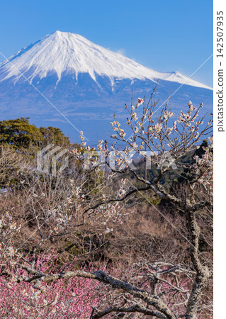 [靜岡縣]岩本山公園的梅花和富士山 142507935