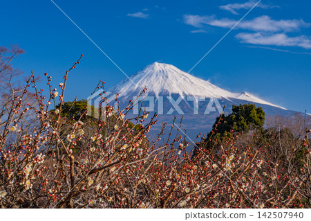 [靜岡縣]岩本山公園的梅花和富士山 142507940