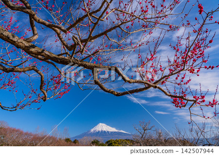 [靜岡縣]岩本山公園的梅花和富士山 142507944