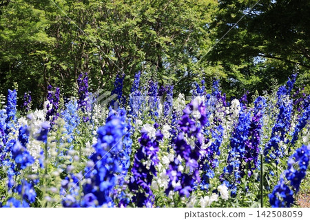 A flowerbed full of delphinium flowers. A flowerbed full of delphinium flowers. 142508059