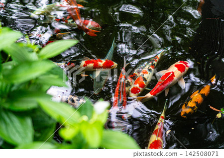 Japanese colorful koi carp in a pond in Tokyo, Japan Japanese colorful koi carp in a pond in Tokyo, Japan 142508071