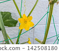 Cucumber flowers 142508180