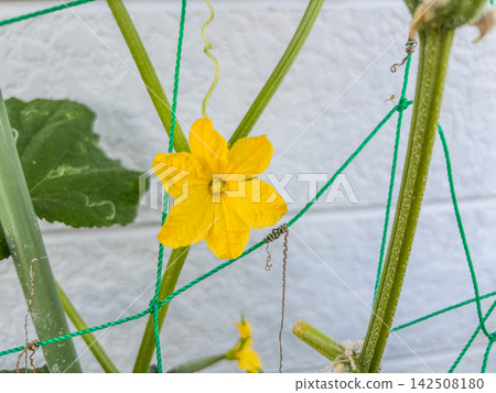 Cucumber flowers Cucumber flowers 142508180