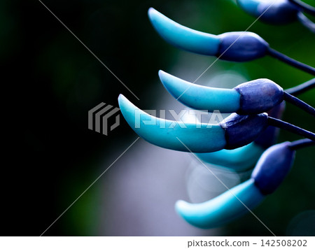 Jade vine flower clusters hanging down in a tropical garden Jade vine flower clusters hanging down in a tropical garden 142508202