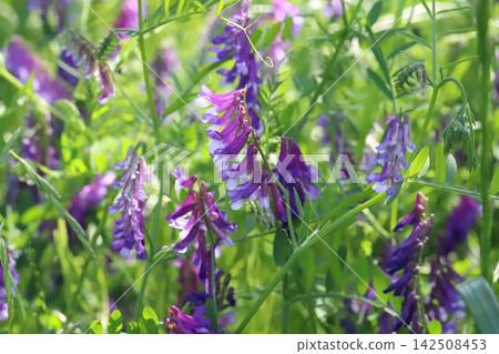 野豌豆(Vicia cracca)的淡紫色花朵在春天的田野裡盛開。 野豌豆(Vicia cracca)的淡紫色花朵在春天的田野裡盛開。 142508453