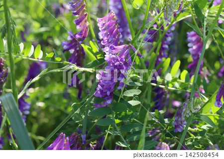 野豌豆(Vicia cracca)的淡紫色花朵在春天的田野裡盛開。 野豌豆(Vicia cracca)的淡紫色花朵在春天的田野裡盛開。 142508454