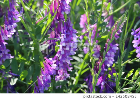 野豌豆(Vicia cracca)的淡紫色花朵在春天的田野裡盛開。 野豌豆(Vicia cracca)的淡紫色花朵在春天的田野裡盛開。 142508455